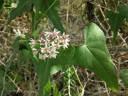 Image result for Cynanchum orangeanum