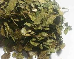 Image result for Piper umbellatum