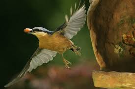 Vogel Im Flug Kleiber Im Flug Von Vorne Nuthatch In Flight Fro Vogel Im Flug Kleiber Vogelarten