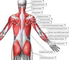 And their odd function when the back is bad. Image Result For Creative Commons Back Muscle Anatomy Muscle Anatomy Muscle Anatomy