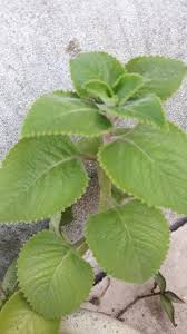 Anda juga bisa mencampurnya dengan garam dalam teh bersama dengan empat gelas air untuk meredakan rasa gatal pada tenggorokan. Pokok Kapur Barus Plectranthus Amboinensis Shopee Malaysia