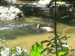 Kawasan simpanan atau kawasan perlindungan lain berada di bawah tadbir urus jabatan perhutanan sabah dan yayasan sabah. Pendatang Asing Buru Rusa Di Royal Belum