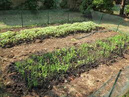 In this post, you'll learn everything there is to know garden hose timers are inexpensive, extremely easy to use, and well worth the money! Setting Up A Soaker Hose Simplicitysoil