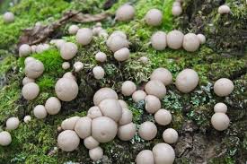Maybe you would like to learn more about one of these? What Should A Puffball Mushroom Look Like When You Eat It Quora