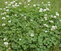 Image result for Trifolium masaiense