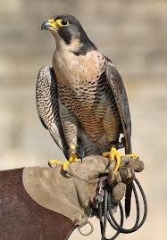 Birds Of Prey Images 449 O Jpg 695 1000 Raptors Bird British Birds Of Prey Birds Of Prey