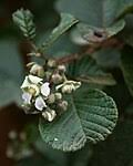 Image result for Rubus kirungensis