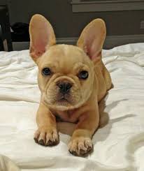 Fransiz Bulldog Kopegi Yavrusu French Bulldog Puppies Bulldog Puppies Cute French Bulldog