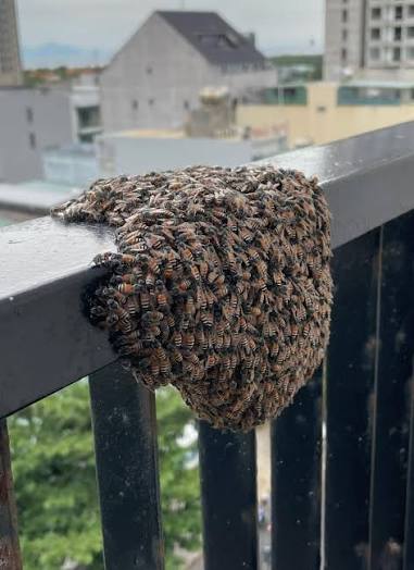 Bee removal in Ngu Hanh Son area?