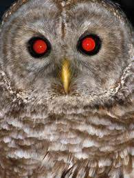 Warna lukisan burung hantu clipart 4612054 pikpng. 1000 Gambar Burung Hantu Yang Seram Hd Terbaik Gambar Id