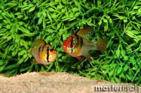 Der bolivianische schmetterlingsbuntbarsch (mikrogeophagus altispinosus, syn.: Amerikanische Cichliden Susswasserfische Fur Ihr Aquarium Kaufen Aquaristik Shop Masterfisch