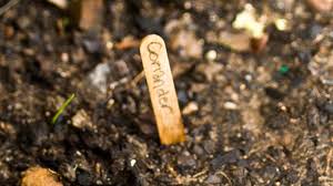 Propagation coriander is propagated directly from seeds and should be sown after the last frost. Coriander Growing Tips Burke S Backyard