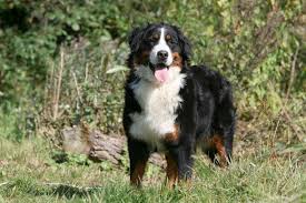 Der berner sennenhund ist ein sehr anhänglicher hund, welcher immer in der nähe der familie sein möchte. Der Berner Sennenhund Bernersennenhund De