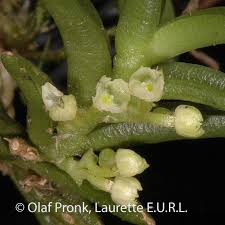 Image result for Angraecum sacciferum