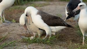 Wisdom the albatross has a new egg at age 74 : NPR