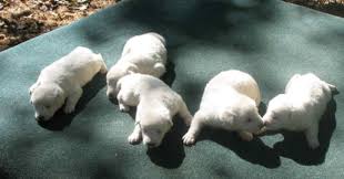 Beautiful little bundles of fluffy energy. 45 Very Beautiful White German Shepherd Pictures And Images