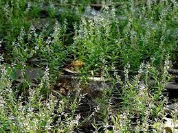 Sagebud Grow Your Garden Plant A Tree Pot A Flower Sow A Seed