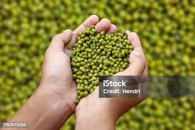 Image result for Vigna radicans