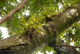 Image result for Aeranthes africana