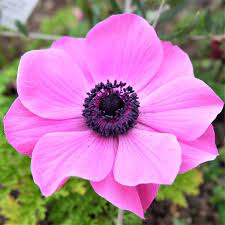 So, if you would like have these incredible pics about (luxury white flower with black center ), click save icon to store the shots in your laptop. Anemone Rosea Bulbs Pink Anemone With Black Center Easy To Grow Bulbs