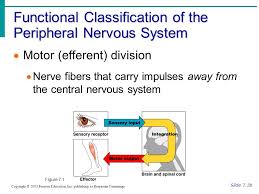 Chapter 7 The Nervous System Ppt Download