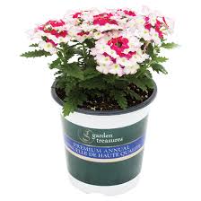 Maybe you would like to learn more about one of these? Garden Treasure Annual Flowers Assorted Colours Gtp4 Rona