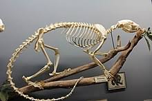 Later, mama binturong tells makucha and his henchmen the night pride to overthrow janna in an attempt to eat the rare animals just as the villains sneak into the tree. Binturong Wikipedia