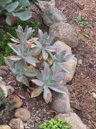 We did not find results for: One Of My Favorites Graptoveria Fred Ives Planting Succulents Cacti And Succulents Plants