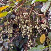 Image result for Croton macrostachyus
