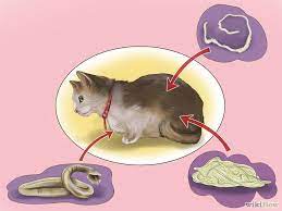 Maybe you would like to learn more about one of these? 4life Independent Affiliate Kenali Malasah Cacing Serta Cara Merawat Mencegah Pernah X Lihat Kucing Mengheret Duburnya Ke Lantai Sambil Duduk Kelakar Kan Memang Agak Kelakar Bila Kita
