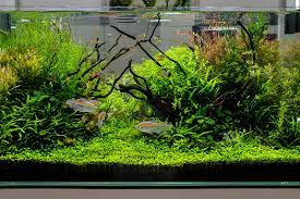 Aquarium aquarium gibt es bei ebay! How To Set Up A Tropical Fish Tank Petbarn