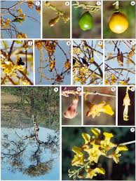 Image result for Gmelina