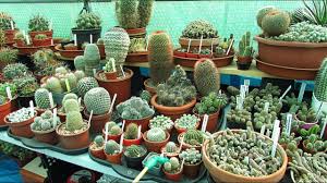 I keep my cacti in pots, so i ahve to water them about twice a month. Watering Cacti Succulents After Winter How And When I Do It Youtube