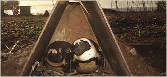 Check spelling or type a new query. Dinner Disappears And African Penguins Pay The Price The New York Times