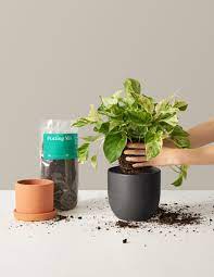 Plant Subscriptions Shop Monthly Indoor Plant Subscription Boxes The Sill