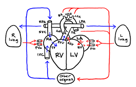Arteries labeled diagram 12641388711463760219arterial system en. Leif Saul University Of Colorado
