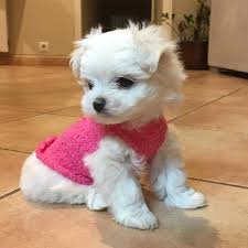 Bichon Maltes Toy Maltese Maltipoo Puppy Teacup Puppies Maltese Maltese Puppy
