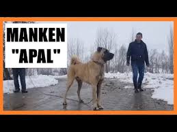 Kuyrugu Kivrik Olan Kopek Hizli Kosamaz Mis Kangal Malakli Kurt Youtube