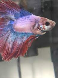 He acts perfectly healthy, swims around, readily eats(even. My Guys Got Bloat Betta Fish Fish Pet Pets