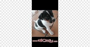Der brasilianische terrier (terrier brasileiro) wird erst seit 2007 durch die fci als rasse unter gruppe 3, sektion 1, nr. Hunderasse Rat Terrier Toy Fox Terrier Danisch Schwedischer Farmdog Brasilianischer Terrier Jack Russell Brasilianischer Terrier Rasse Carnivoran Png Pngwing