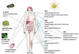 Ijms Free Full Text Microbes And Cancer Friends Or Faux Html