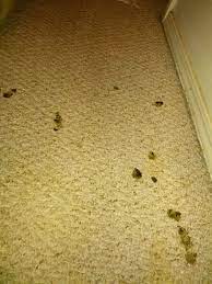 Take a fresh towel to absorb any liquid that may be present in the carpet's stained area. Good Morning Readers This Morning We Woke Up To Quite The Mess In Our Hallway And One Sick Puppy Alt Puppy Diarrhea Carpet Cleaning Pet Stains Sick Puppies
