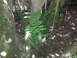 Image result for Arthropteris