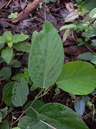 Image result for Pleurolobus