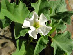 Image result for Datura ferox