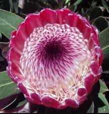 Image result for Protea enervis