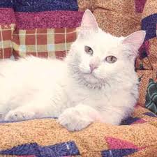 By nature, cats are exceptional at hiding signs of sickness, which can make it difficult for their human carers to this article outlines subtle and not so subtle signs that a cat may have cancer. How To Identify A Cat Bowel Obstruction Petcarerx