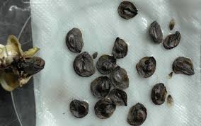 Amaryllis Ritterstern Mit Samen Vermehren Giesskanne At