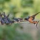 OPAS Backyard Birding: “Retrospective on Birding”