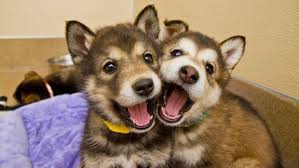 It means that they're totally in love with other, and the world could fall apart and they wouldnt notice as long as their with each other. 22 Adorable Photos Of Dogs Proving That Two Is Better Than One